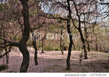 Jonangu Shrine in early spring: Weeping plum blossoms and a carpet of petals (Fushimi Ward, Kyoto City) Jonangu Shrine in early spring: Weeping plum blossoms and a carpet of petals (Fushimi Ward, Kyoto City) 137410234