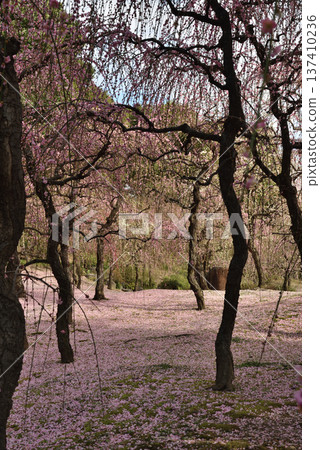 早春的城南宮神社庭園:垂枝梅花,花瓣如毯(京都市伏見區) 早春的城南宮神社庭園:垂枝梅花,花瓣如毯(京都市伏見區) 137410236