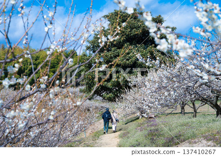 Gunma Prefecture, Misato Plum Grove 137410267