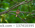 Eurasian tree sparrow sitting on branch with green natural background and soft bokeh in tropical outdoor environment. 137410395