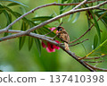 Eurasian tree sparrow sitting on tree branch with green leaves and soft background bokeh in natural daylight, wildlife bird in tropical garden. 137410398