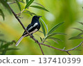 Oriental magpie robin sitting on a tree branch with green natural background and soft bokeh in tropical outdoor environment. 137410399