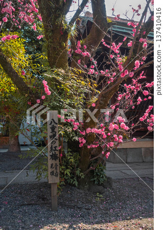 京都下五陵神社盛開的紅梅花 137410416