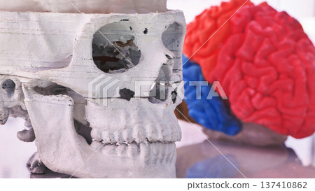 3D printing human skull and brain models for medical anatomy research and innovation 3D printing human skull and brain models for medical anatomy research and innovation 137410862