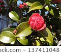 Variant of camellia: Benibokuhan / Benikarako 137411048