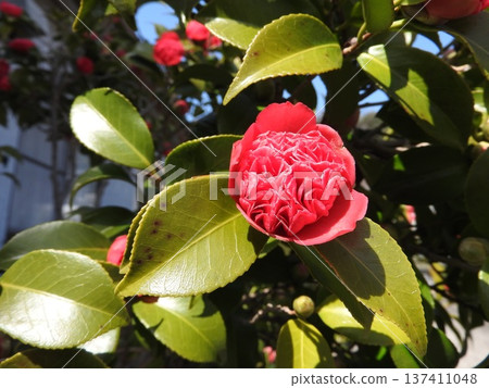 山茶花的變種：Benibokuhan / Benikarako 137411048