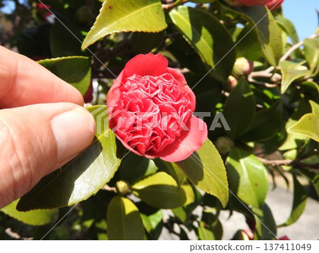 山茶花的變種：Benibokuhan / Benikarako 137411049