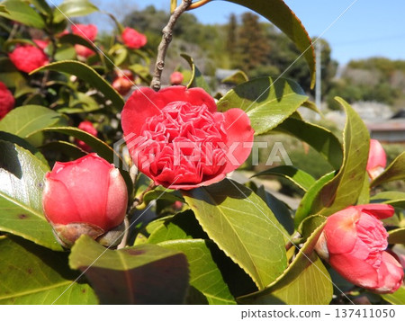 山茶花的變種:Benibokuhan / Benikarako 山茶花的變種:Benibokuhan / Benikarako 137411050