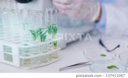 Science, plant test tube and scientist hands with growth research, analysis and ecology study. Agriculture, leaf and working on eco experiment in laboratory, for sustainability and data analytics 137411067