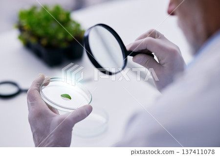 Scientist, hand and plant with petri dish and magnifying glass research for agriculture in a laboratory. Leaf, data analysis and tube with science and studying for eco test and chemical ecology exam Scientist, hand and plant with petri dish and magnifying glass research for agriculture in a laboratory. Leaf, data analysis and tube with science and studying for eco test and chemical ecology exam 137411078