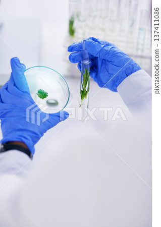Scientist, hand and plant with petri dish and sustainability research for agriculture in a laboratory. Leaf, data analysis and glass tube with science and studying for eco test and chemical exam Scientist, hand and plant with petri dish and sustainability research for agriculture in a laboratory. Leaf, data analysis and glass tube with science and studying for eco test and chemical exam 137411086
