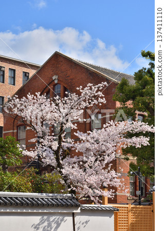 Cherry blossoms at Doshisha University's Yushukan Cherry blossoms at Doshisha University's Yushukan 137411110