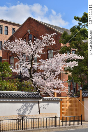 Cherry blossoms at Doshisha University's Yushukan Cherry blossoms at Doshisha University's Yushukan 137411111