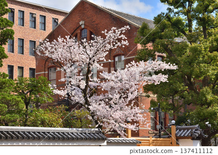 同誌社大學遊舟館的櫻花盛開 137411112