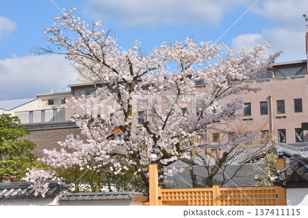 同誌社大學遊舟館的櫻花盛開 同誌社大學遊舟館的櫻花盛開 137411115