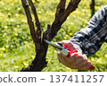 Farmer pruning the vine in winter. Agriculture. 137411257