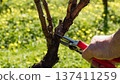 Farmer pruning the vine in winter. Agriculture. 137411259