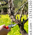 Farmer pruning the vine in winter. Agriculture. 137411260