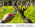 Farmer pruning the vine in winter. Agriculture. 137411261