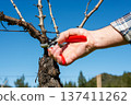 Farmer pruning the vine in winter. Agriculture. 137411262