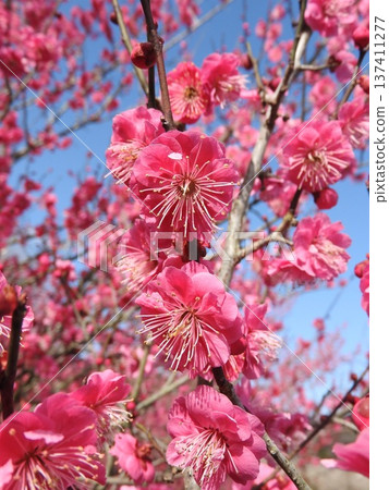 Red plum blossoms in full bloom 137411277