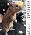站立的Degu 137411326