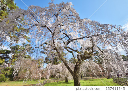 Kyoto guard's Konoe cherry tree Kyoto guard's Konoe cherry tree 137411345