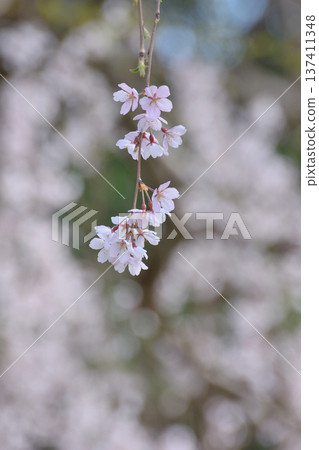 京都御苑的近江櫻花 京都御苑的近江櫻花 137411348