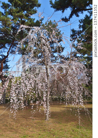 Kyoto guard's Konoe cherry tree Kyoto guard's Konoe cherry tree 137411352