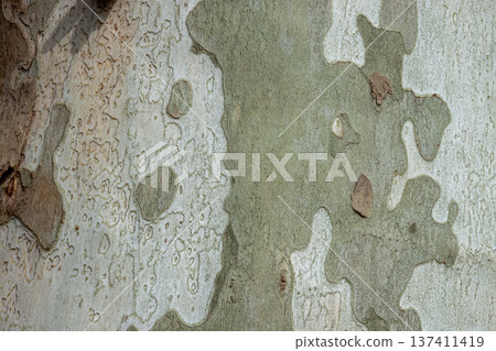 Maple and Platanus (Platanus) Wood Bark Sculpture [Platanaceae] 137411419