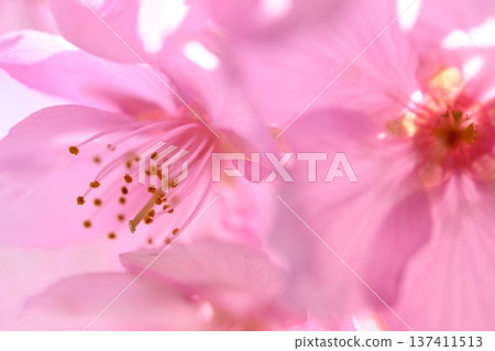 粉紅河津櫻花 粉紅河津櫻花 137411513