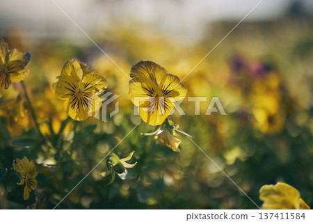 Closeup flowers, outdoor field and landscape for growth, beauty and nature in summer with blurred background. Plants, leaves and spring with sustainability, garden and eco friendly for environment Closeup flowers, outdoor field and landscape for growth, beauty and nature in summer with blurred background. Plants, leaves and spring with sustainability, garden and eco friendly for environment 137411584