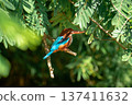 White-throated Kingfisher Perched on Tree Branch in Lush Green Foliage 137411632