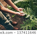 Plant, leaf and farm with hands of person for environment, sustainability and nature. Soil, agriculture and gardening with closeup of farmer in countryside field for ecology, organic and growth 137411646