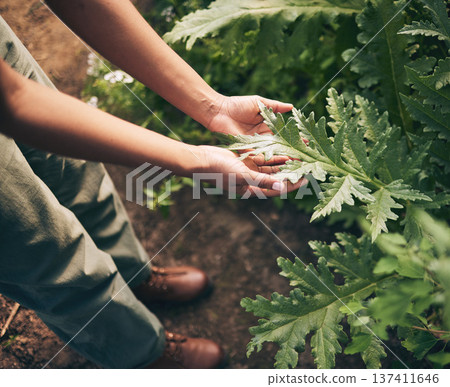 Plant, leaf and farm with hands of person for environment, sustainability and nature. Soil, agriculture and gardening with closeup of farmer in countryside field for ecology, organic and growth Plant, leaf and farm with hands of person for environment, sustainability and nature. Soil, agriculture and gardening with closeup of farmer in countryside field for ecology, organic and growth 137411646