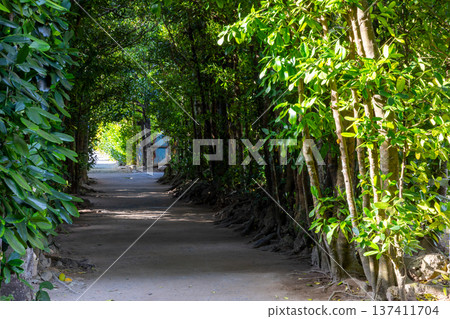 Bise Fukugi Tree Line, Motobu Town, Okinawa Prefecture 137411704