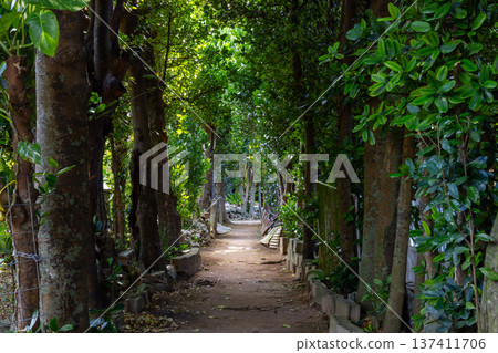 Bise Fukugi Tree Line, Motobu Town, Okinawa Prefecture 137411706