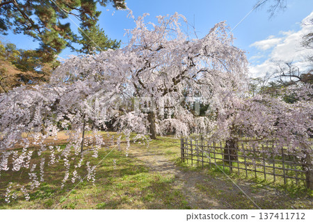 Kyoto guard's Konoe cherry tree Kyoto guard's Konoe cherry tree 137411712