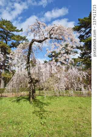 Kyoto guard's Konoe cherry tree 137411715