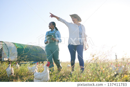 Chicken farm, woman pointing and outdoor with management and farmer pointing. Agriculture, sustainability and planning for small business in countryside with animal stock and eco friendly work Chicken farm, woman pointing and outdoor with management and farmer pointing. Agriculture, sustainability and planning for small business in countryside with animal stock and eco friendly work 137411783