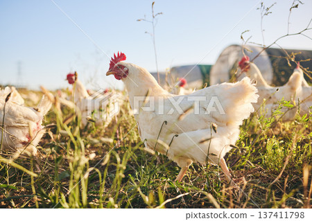 Grass, chicken farm and coup with blue sky in green countryside, free range agriculture and sunshine. Poultry farming, sustainability and freedom, group of birds in field and animals walking together 137411798
