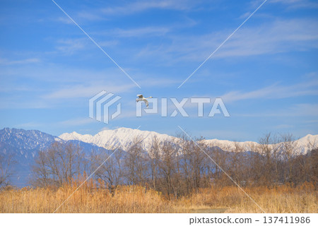 北阿爾卑斯山和天鵝（攝於大寶水庫） 137411986