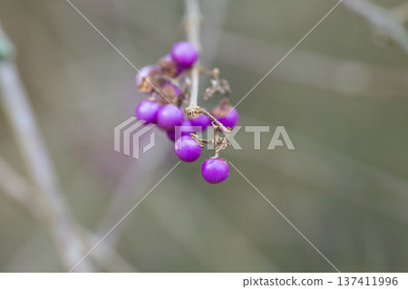 purple berries of callicarapa americana beautyberry selective focus purple berries of callicarapa americana beautyberry selective focus 137411996