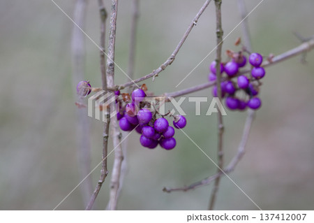 purple berries of callicarapa americana beautyberry selective focus purple berries of callicarapa americana beautyberry selective focus 137412007