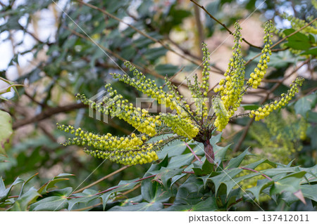 Yellow flowers of Berberis bealei, also known as leatherleaf mahonia, Beale's barberry, or Oregon grape. Yellow flowers of Berberis bealei, also known as leatherleaf mahonia, Beale's barberry, or Oregon grape. 137412011