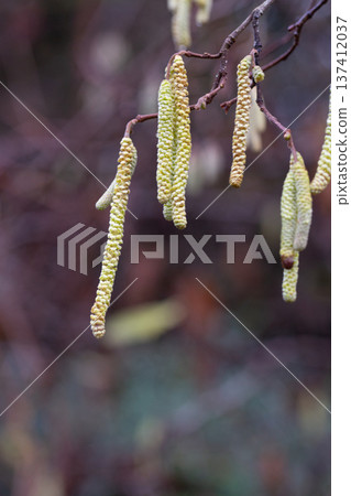 Corylus americana- the American hazelnut 1 or American hazel, 2 is a species of deciduous shrub in the genus Corylus, Catkins hanging on a tree branch in early spring, Corylus Avellana Contorta Tree Corylus americana- the American hazelnut 1 or American hazel, 2 is a species of deciduous shrub in the genus Corylus, Catkins hanging on a tree branch in early spring, Corylus Avellana Contorta Tree 137412037