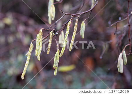 Corylus americana- the American hazelnut 1 or American hazel, 2 is a species of deciduous shrub in the genus Corylus, Catkins hanging on a tree branch in early spring, Corylus Avellana Contorta Tree Corylus americana- the American hazelnut 1 or American hazel, 2 is a species of deciduous shrub in the genus Corylus, Catkins hanging on a tree branch in early spring, Corylus Avellana Contorta Tree 137412039