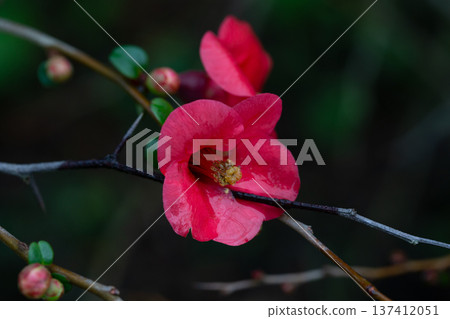 Detail of pretty pink flowers of a Japanese quince Chaenomeles japonica covered in raindrops 137412051