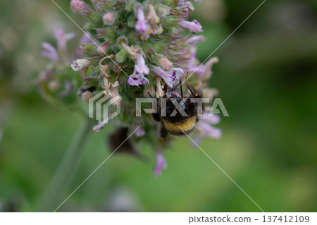 Bumblebee on catnip flowers in the botanical garden. Catnip, lemon mint - The plant contains up to 3 essential oil, which gives it a strong, distinctive ("lemon") smell that attracts cats 137412109