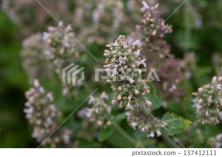 Catnip (lat. Nepeta cataria) - medicinal plant blooms on a Sunny spring day. Catnip, lemon mint - The plant contains up to 3 essential oil, which gives it a strong, distinctive ("lemon") smell that 137412111